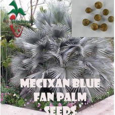 25 Mexican Blue Fan seeds, ( Brahea armata ) from Hand Picked Nursery   